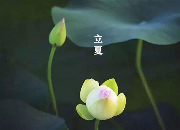 立夏已至，萬物向陽；